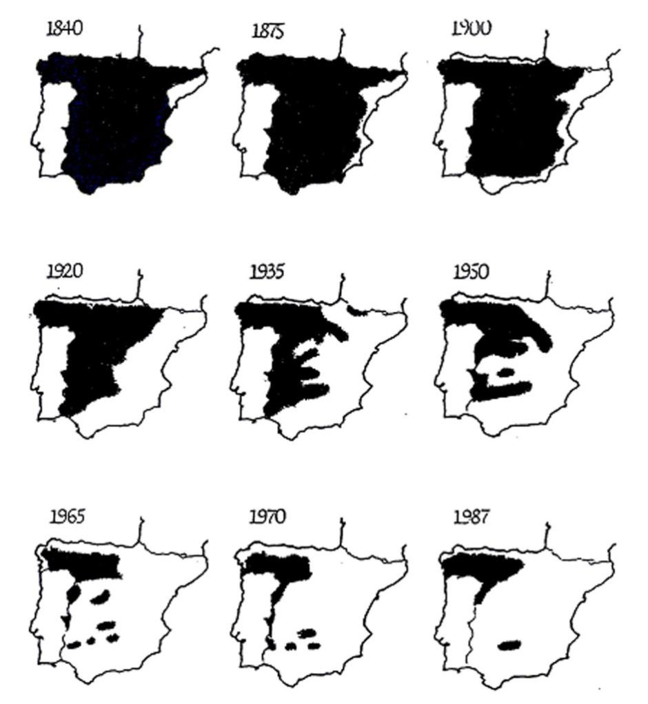 Evolución de la presencia de lobo ibérico en España hasta finales de los 80