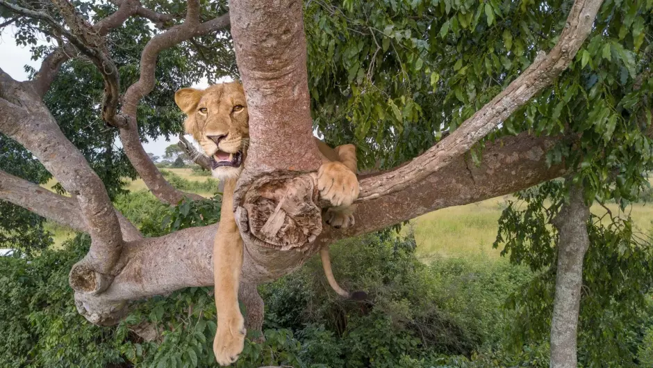 Un león, subido a un árbol