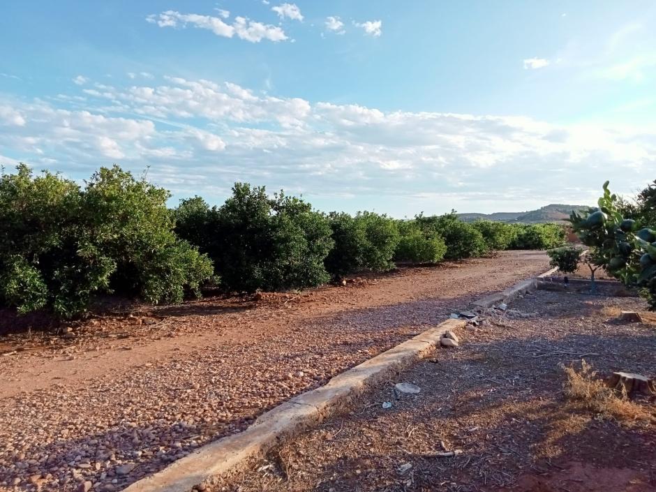 Uno de los campos afectados por la instalación de Arada Solar