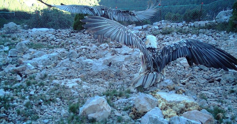 Pareja de quebrantahuesos captada por una cámara en la Tenencia de Benifasar