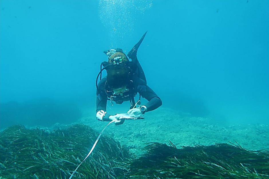 Medición del crecimiento de posedonia oceánica en aguas valencianas