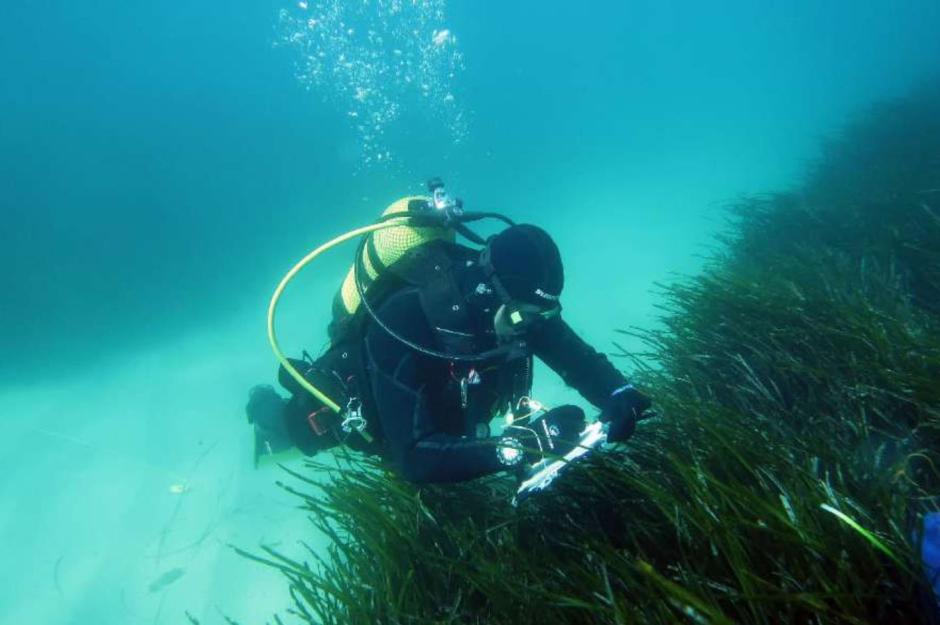 Medición del crecimiento de posedonia oceánica en aguas valencianas