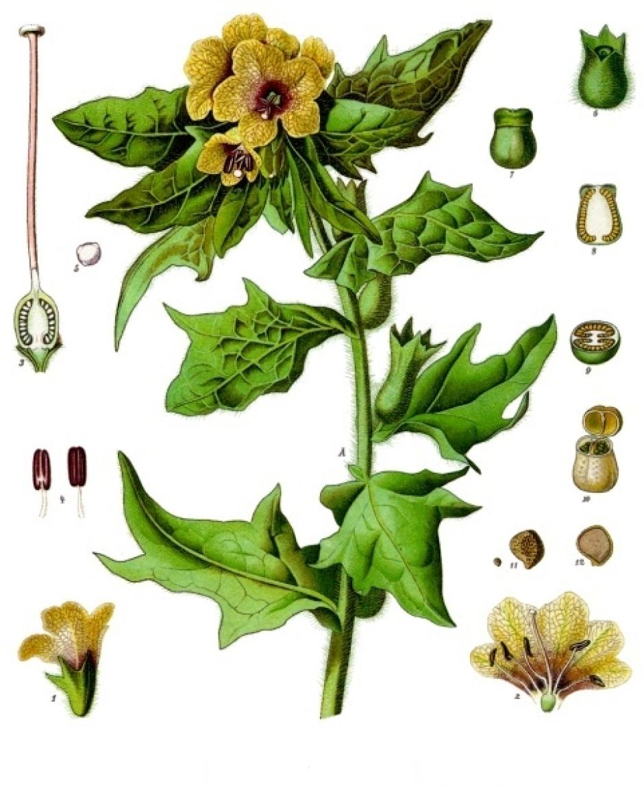 Ilustración del Hyoscyamus niger en Köhler's Medicinal Plants, 1887