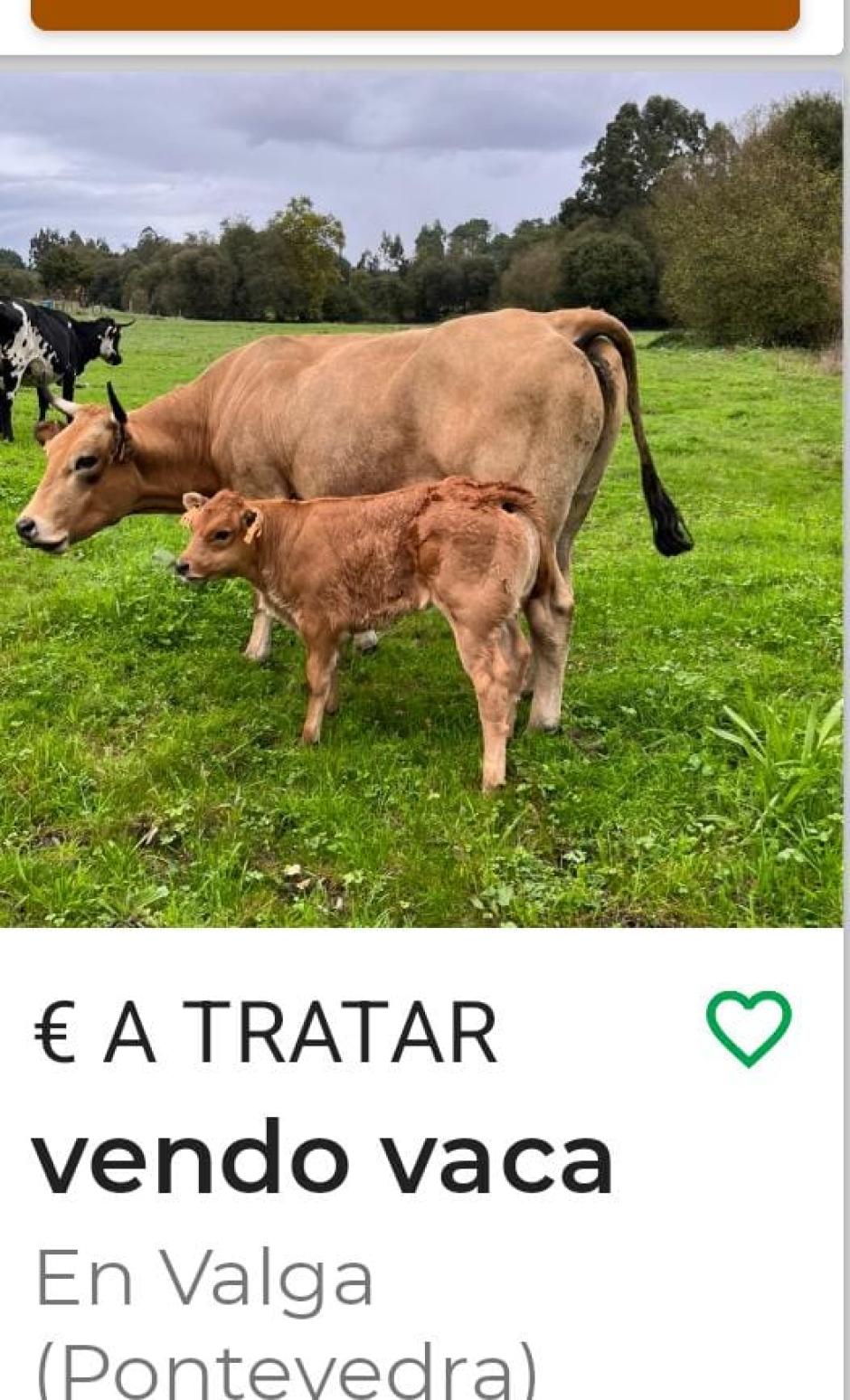 Anuncio de venta de una vaca