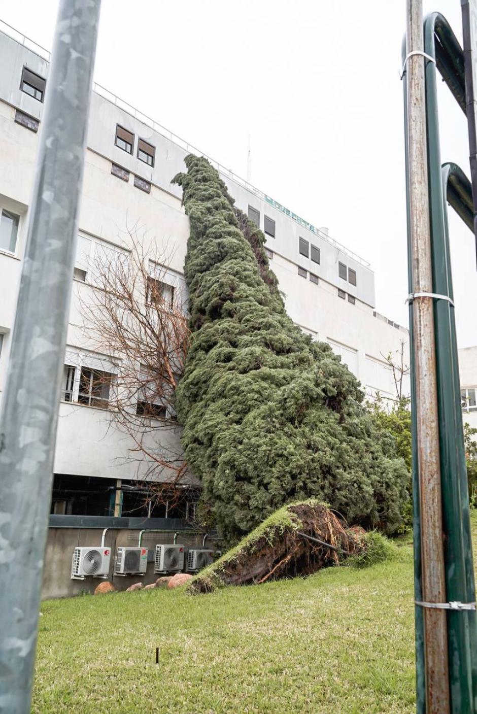 Ciprés caído sobre el hospital