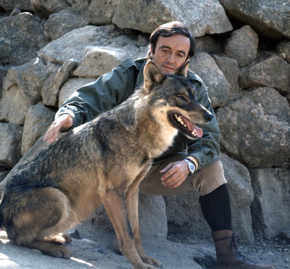 Félix Rodríguez de la Fuente, con un lobo