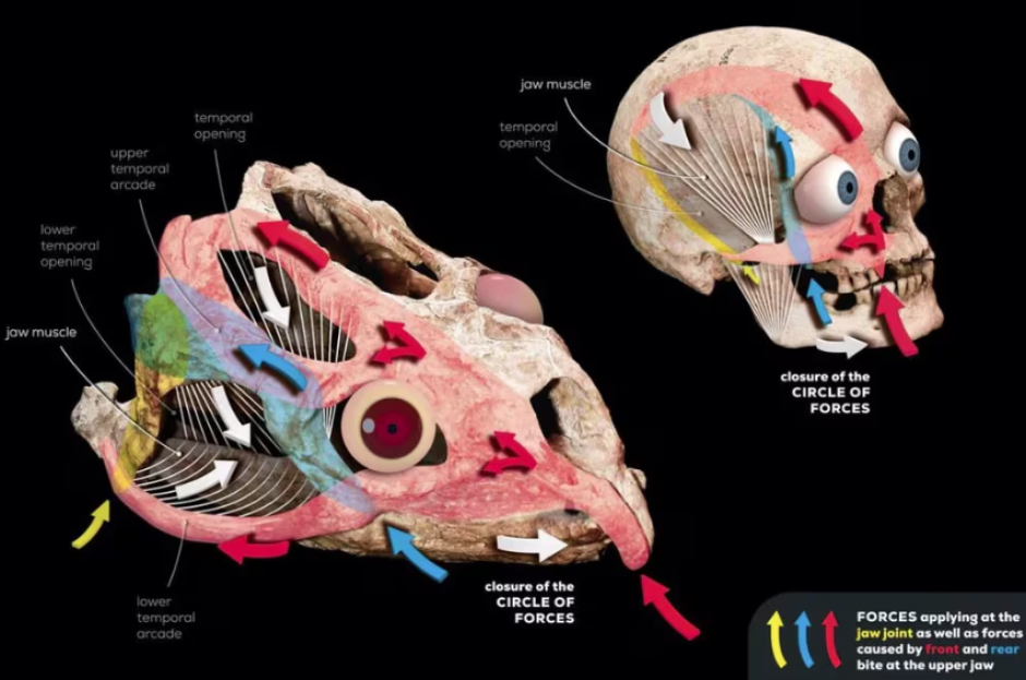 Fuerzas durante la alimentación y cómo actúan sobre el cráneo de un ser humano y de uno de los primeros reptiles