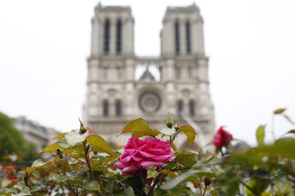Una rosa crece cerca del acceso principal de la catedral de Notre Dame al fondo, este martes en París (Francia). Francia evalúa los daños sufridos por la catedral de Notre Dame de París, devastada por un incendio cuyo origen es todavía desconocido y está siendo investigado por la Justicia. EFE/Ian Langsdon
