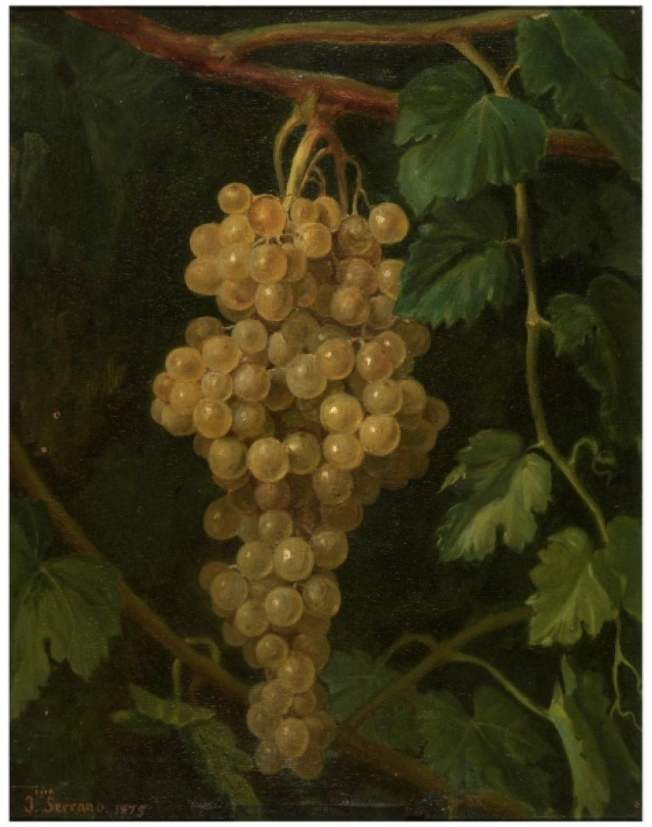 Racimo de uvas de Joaquina Serrano y Bartolomé