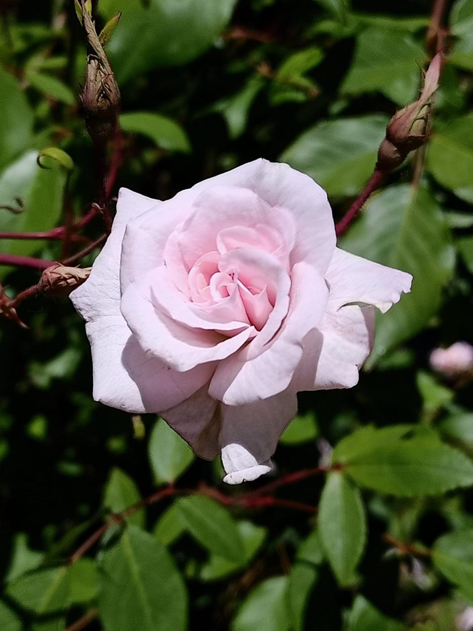 Detalle de una de las rosas