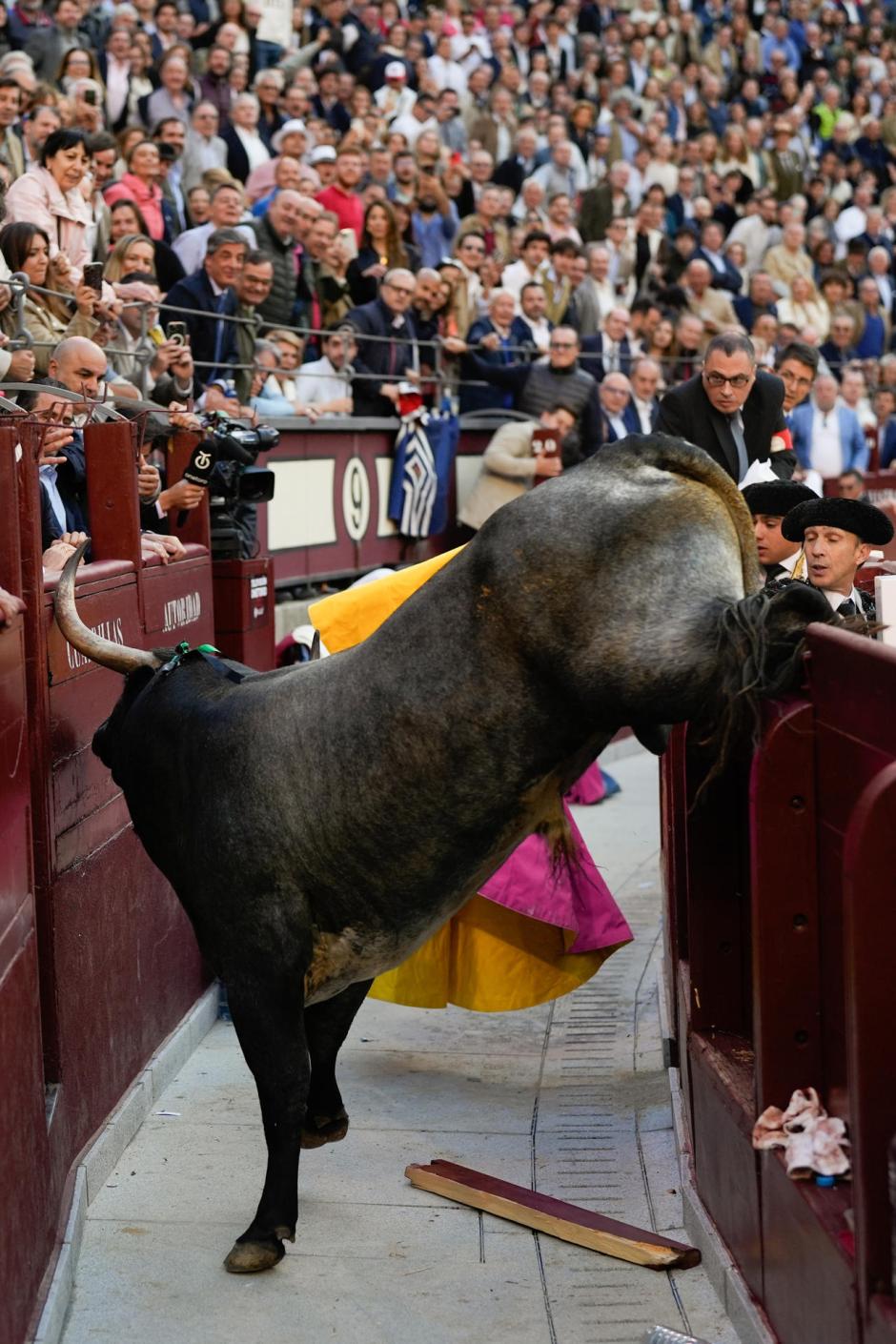 Imagen del quinto toro de la tarde, que ha saltado al callejón de Las Ventas