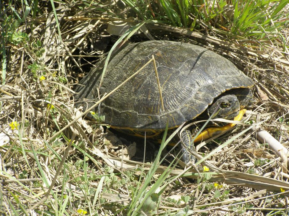 Una hembra Trachemys, realizando una puesta de huevos en el medio natural