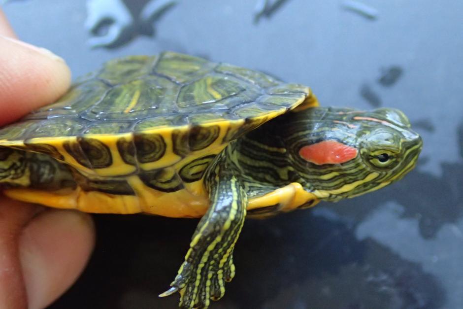 Un ejemplar de Trachemys scripta