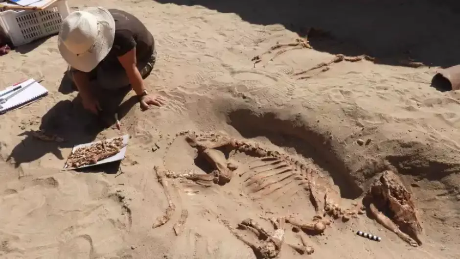 Un arqueólogo excavando en el cementerio de animales