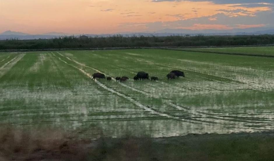 Una piara de jabalíes detectada hace unos días en La Albufera, en Valencia