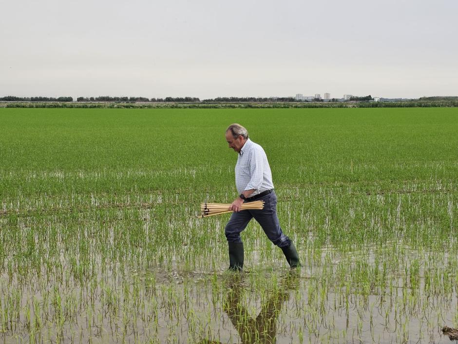 El consejero de Agricultura de la Comunidad Valenciana, José Luis Aguirre, en la Albufera