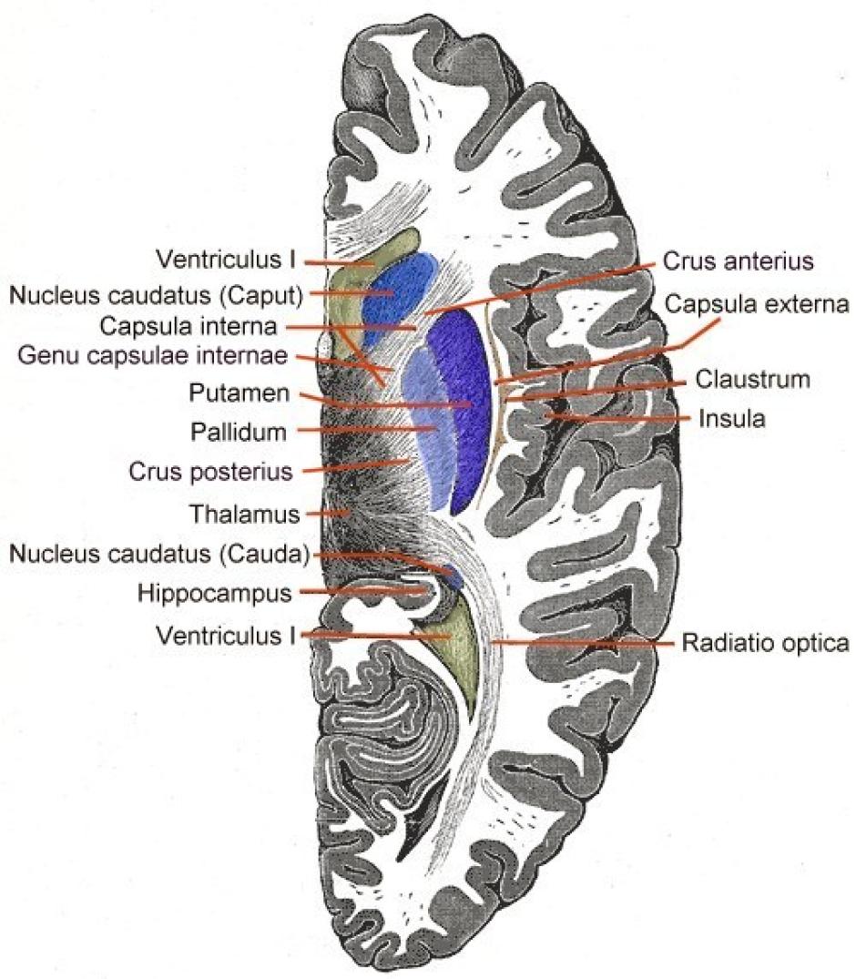 Partes del cerebro