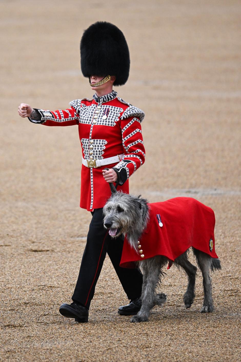 Mandatory Credit: Photo by James Veysey/Shutterstock (14539525a)
Irish Guards Mascot Seamus the Irish Wolfhound during Trooping the Colour
Trooping The Colour, London, UK - 15 Jun 2024 *** Local Caption *** .