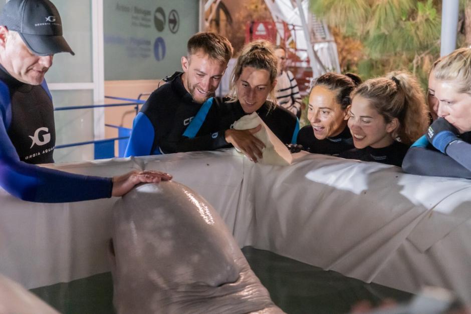 Una de las Belugas, en el Oceanográfico