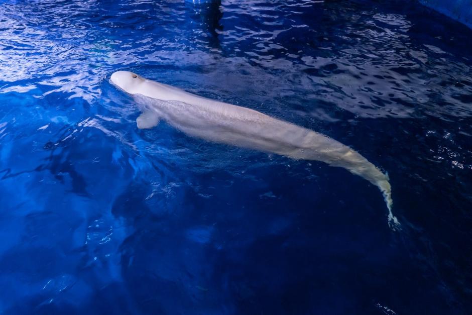 Una beluga rescatada, en las instalaciones del Oceanográfico de Valencia