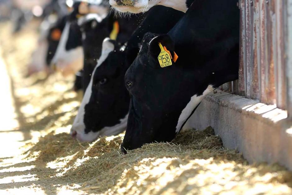 Otra imagen de las vacas de Bétera comiendo