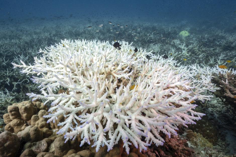 Corales en Tailandia