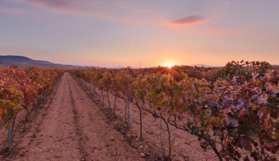 Imagen de unos viñedos en la Comunidad Valenciana