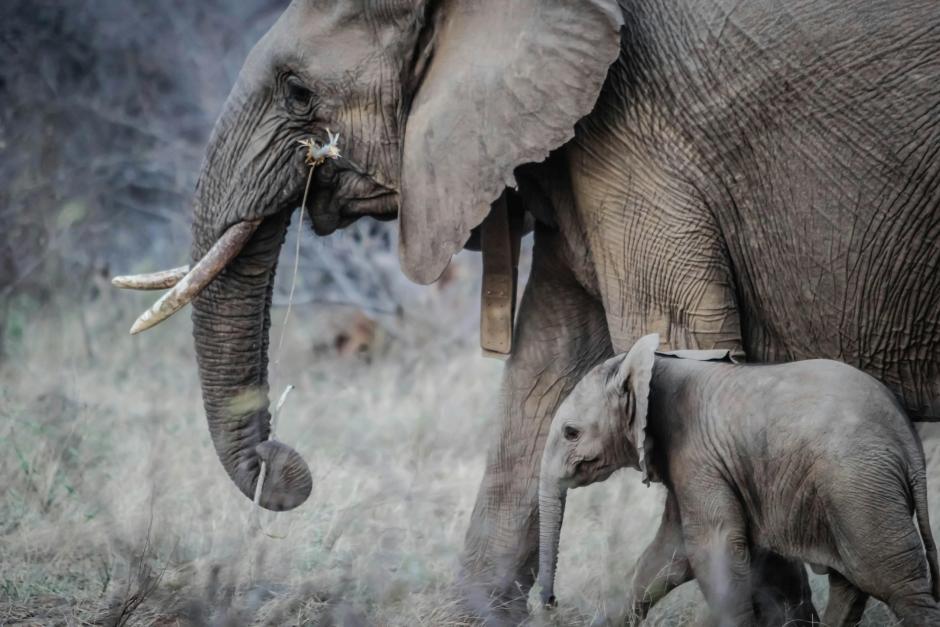 Un elefante con su cría