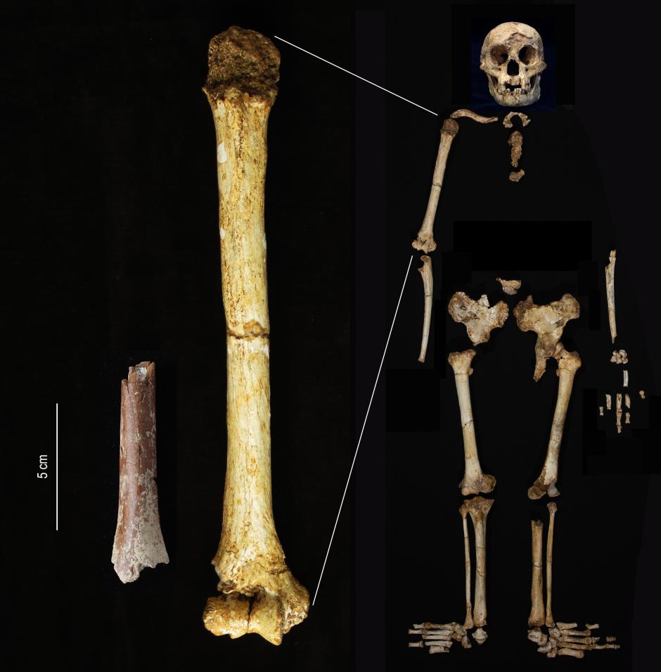 Húmero del individuo de hace 700.000 años comparado con el de 'Homo floresiensis'