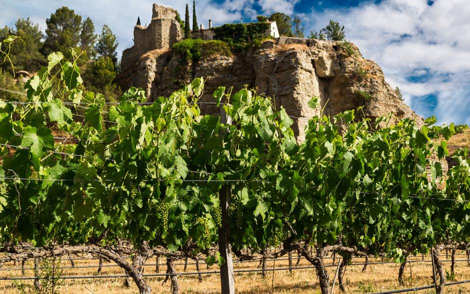 Viñedos de la bodega Licinia