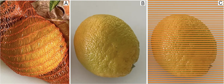 El experimento del investigador