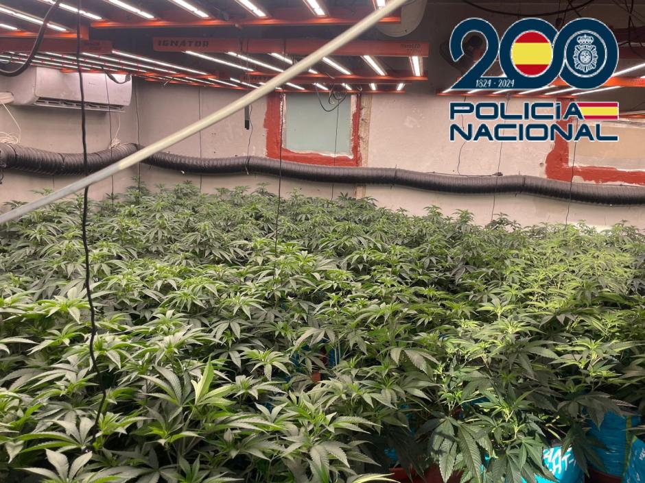 El peso total de las plantaciones incautadas es de 19 kilos