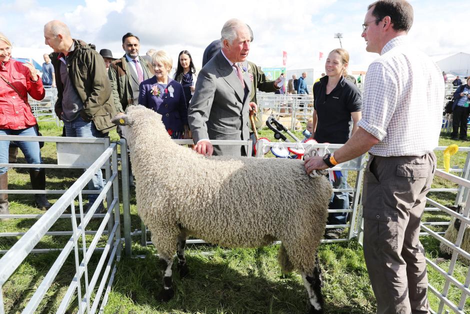 Prince Charles of Wales during his visit to the Westmorland County Show in Milnthorpe, Cumbria.
En la foto, oveja