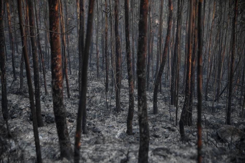 Un bosque quemado después de un incendio forestal en Arouca, en el norte de Portugal