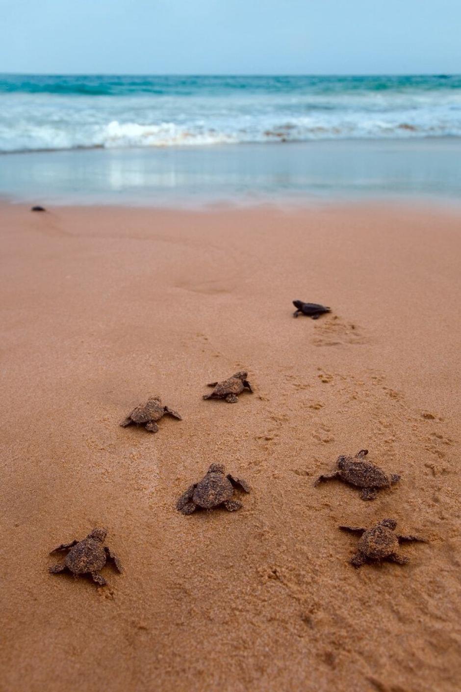 Varias cría de tortuga boba recién nacidas corren hacia el mar