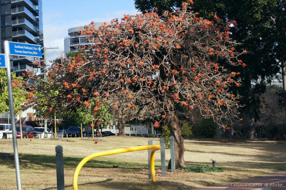 Erythrina caffra, una de las 200 especies cuyo nombre se ha cambiado