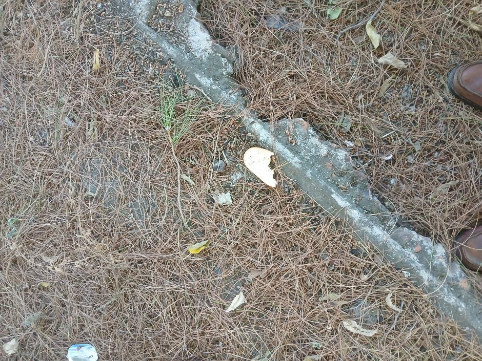 Basura en el cementerio de La Florida