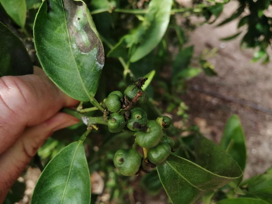 Fruta afectada por el cotonet