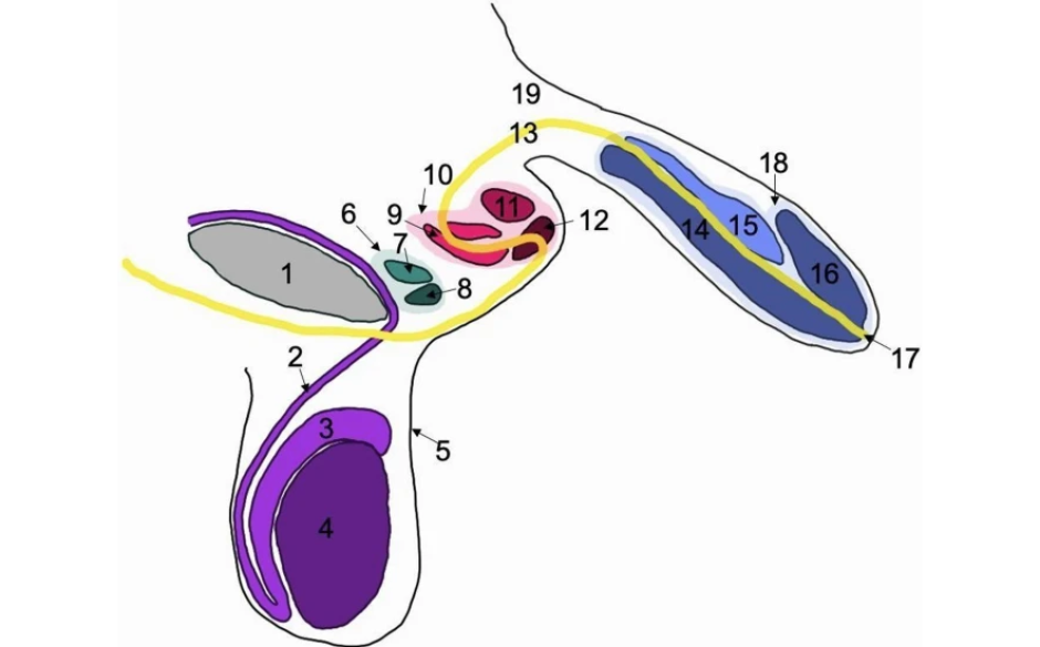 Diagrama esquemática de la trifalia interna