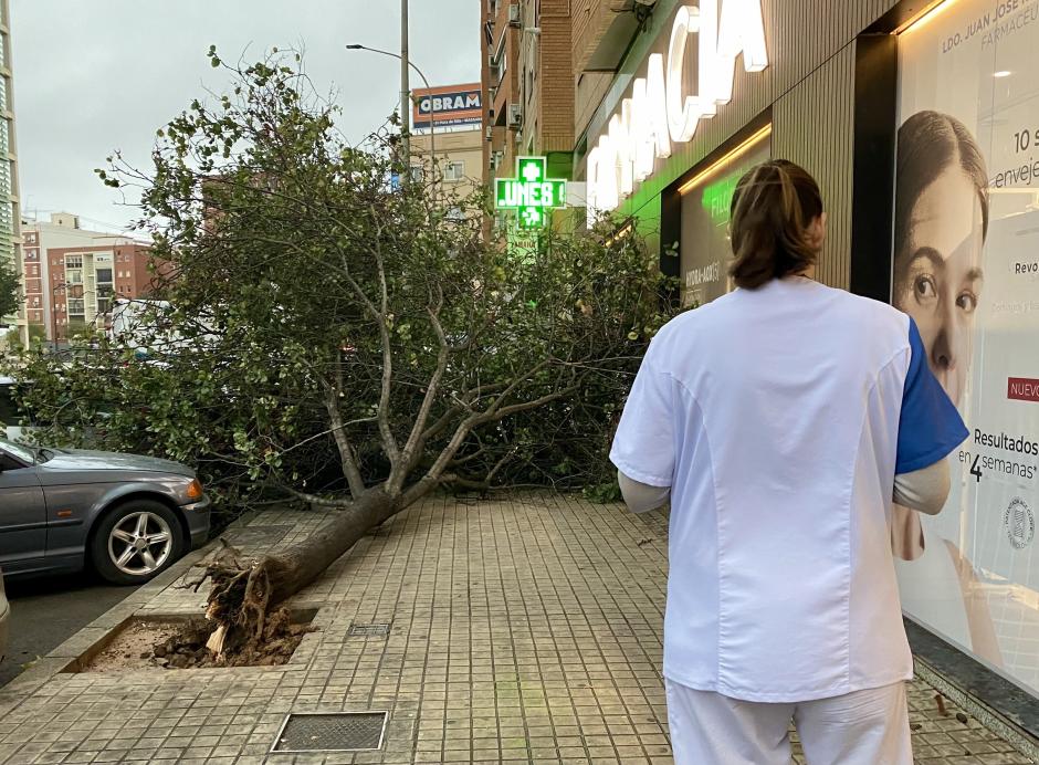 Imagen de un árbol caído en la ciudad de Valencia a causa del temporal