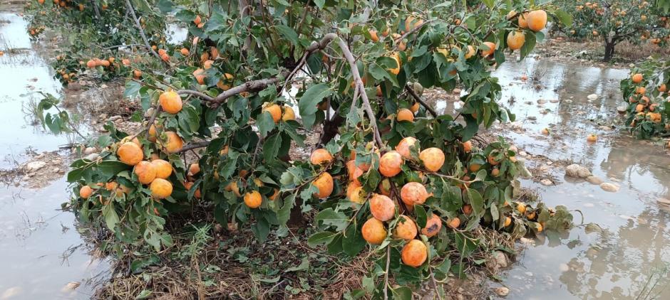 Caquis dañados por la DANA en la Comunidad Valenciana