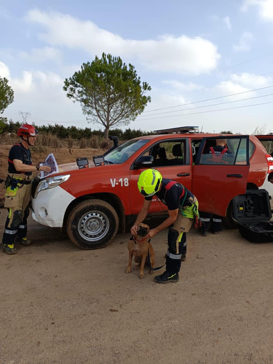 Equipo canino de los bomberos de Alicante actúan en La Alcudia