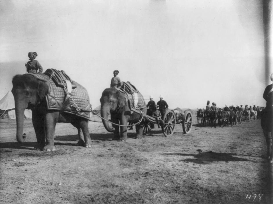 Batería de elefantes de artillería pesada del ejército británico de la India a lo largo del paso de Khyber en Campbellpur, 1895.