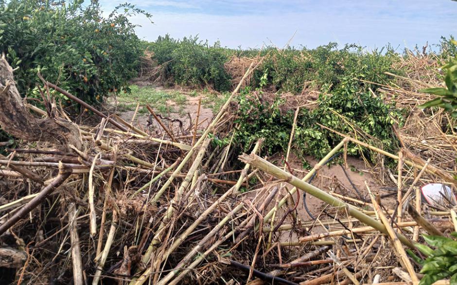 Daños provocados por la DANA a los cultivos de naranjas