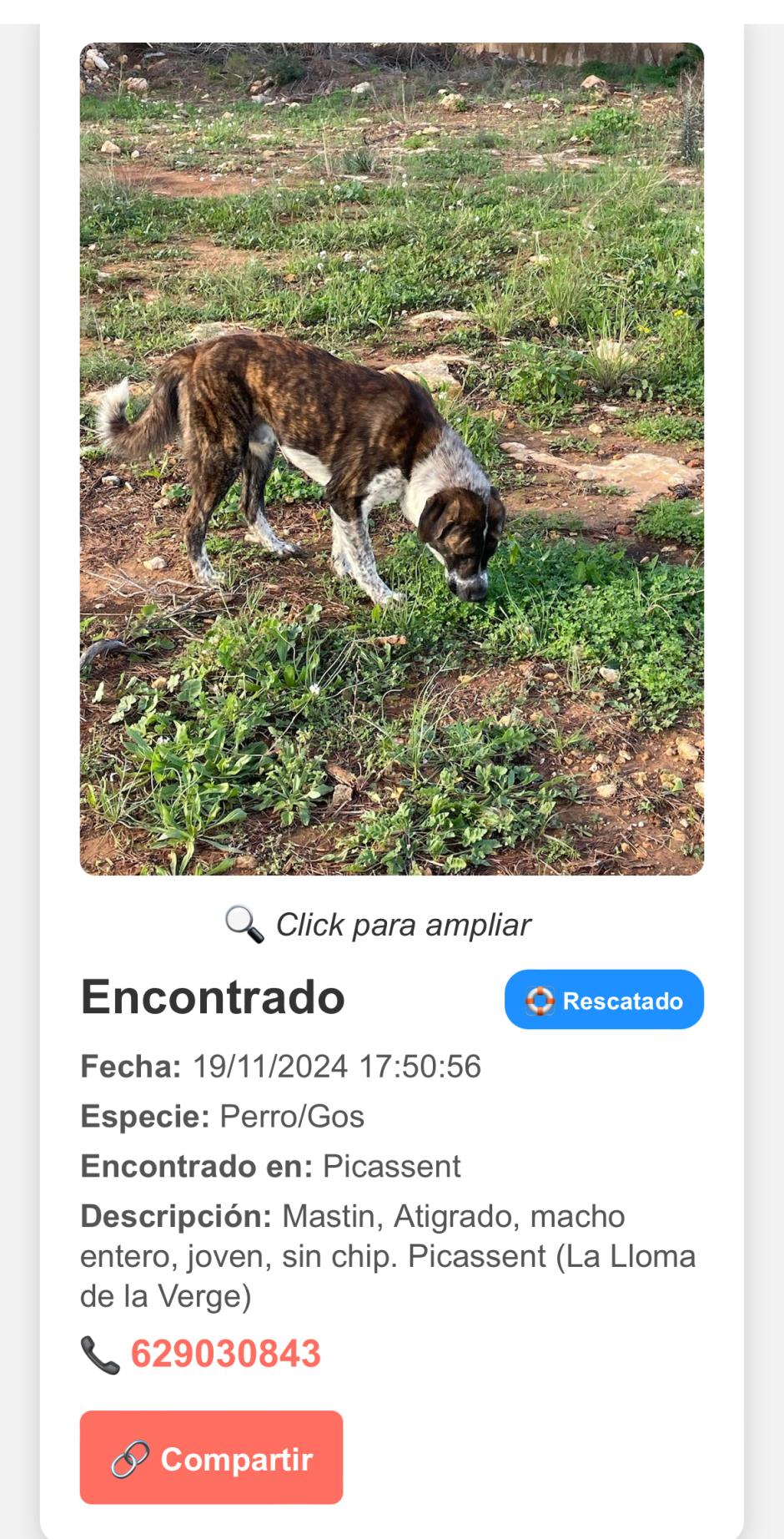 Captura de un perro subido a la web para encontrar animales tras la DANA