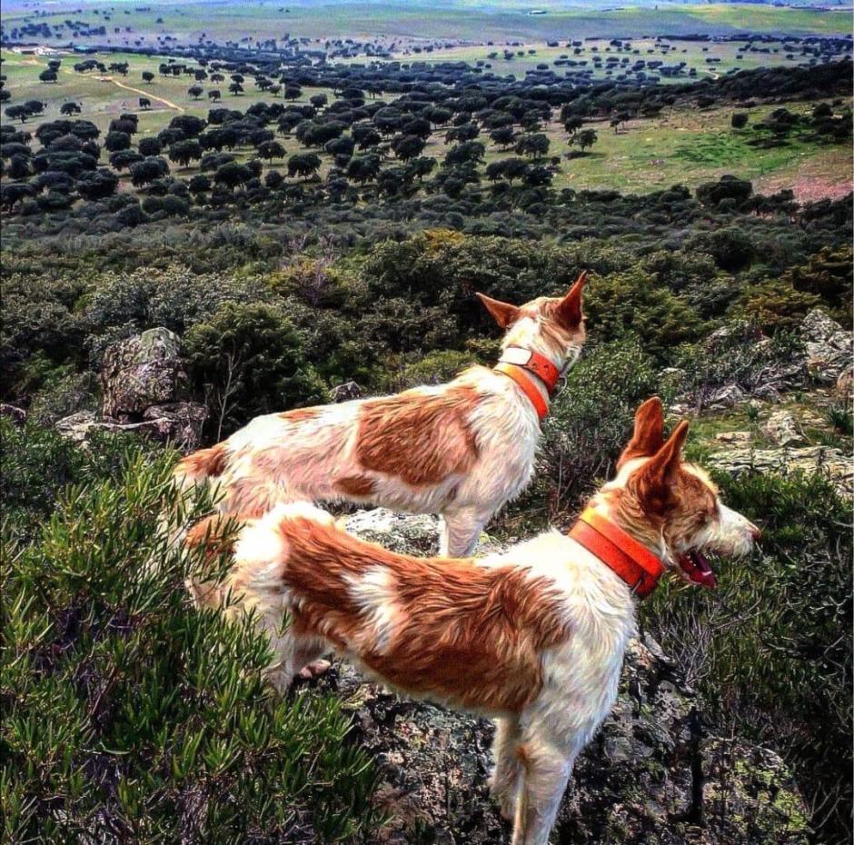 Perros de caza