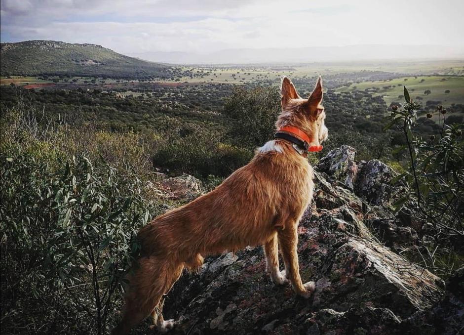 Perro de caza