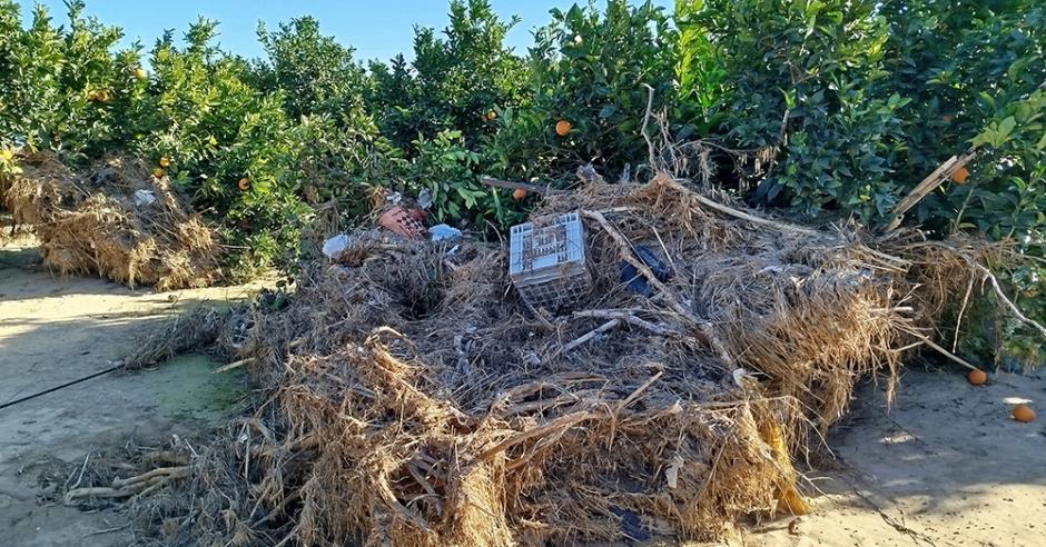 Estragos causados por la dana a una plantación de naranjos en Algemesí