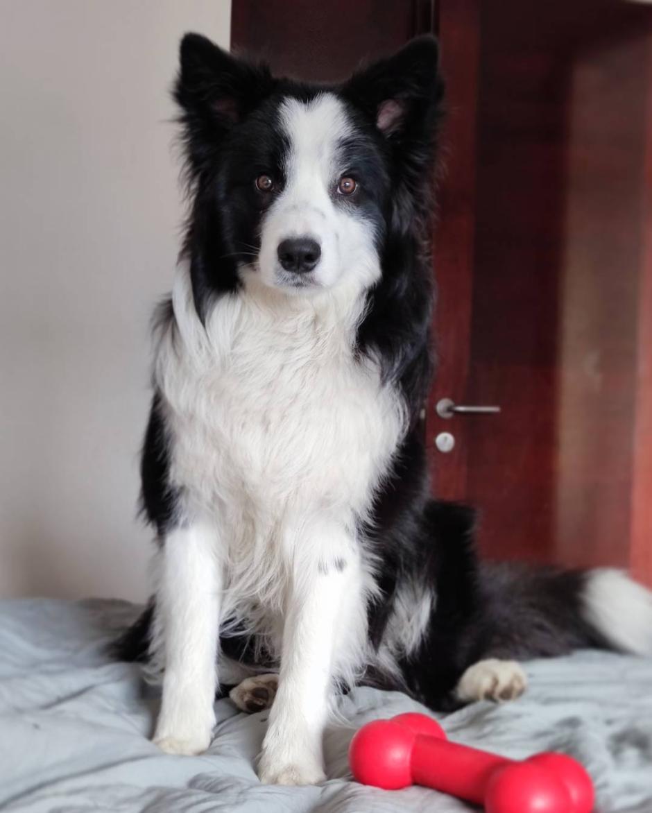Border Collie