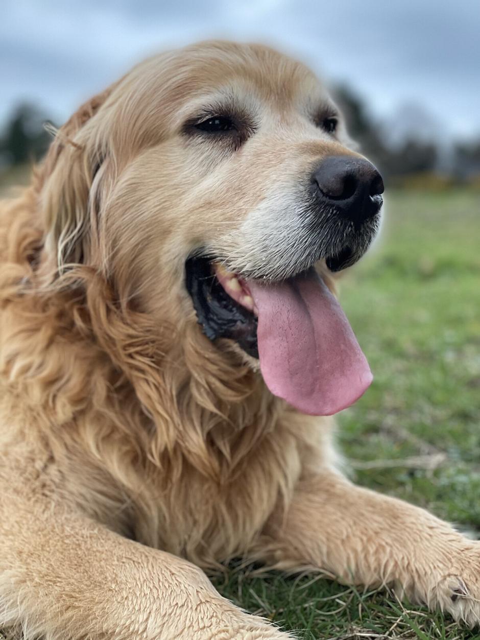 Golden_Retriever_9-year_old